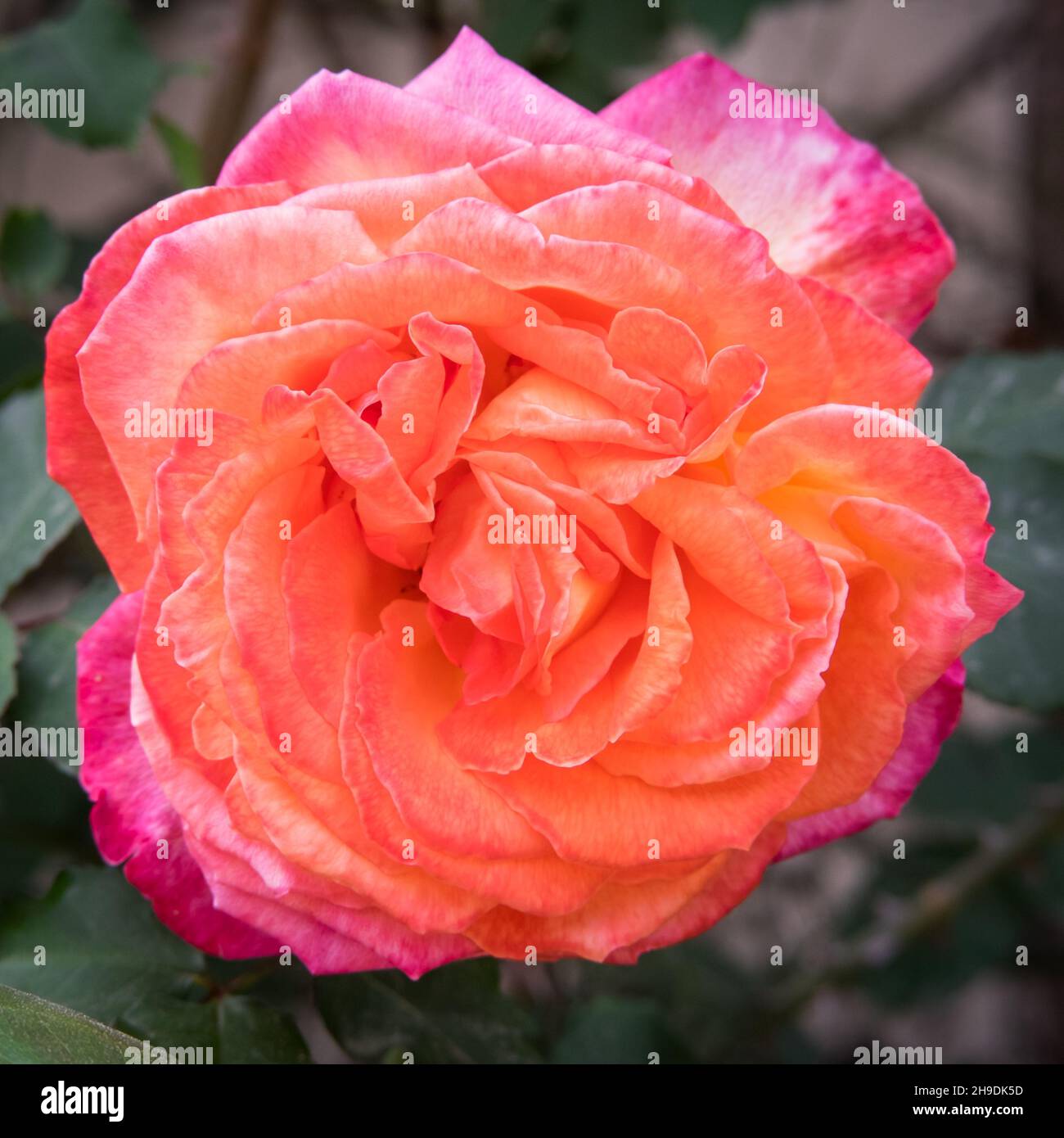 Un primo piano di una grande rosa grassa e arancione Foto Stock