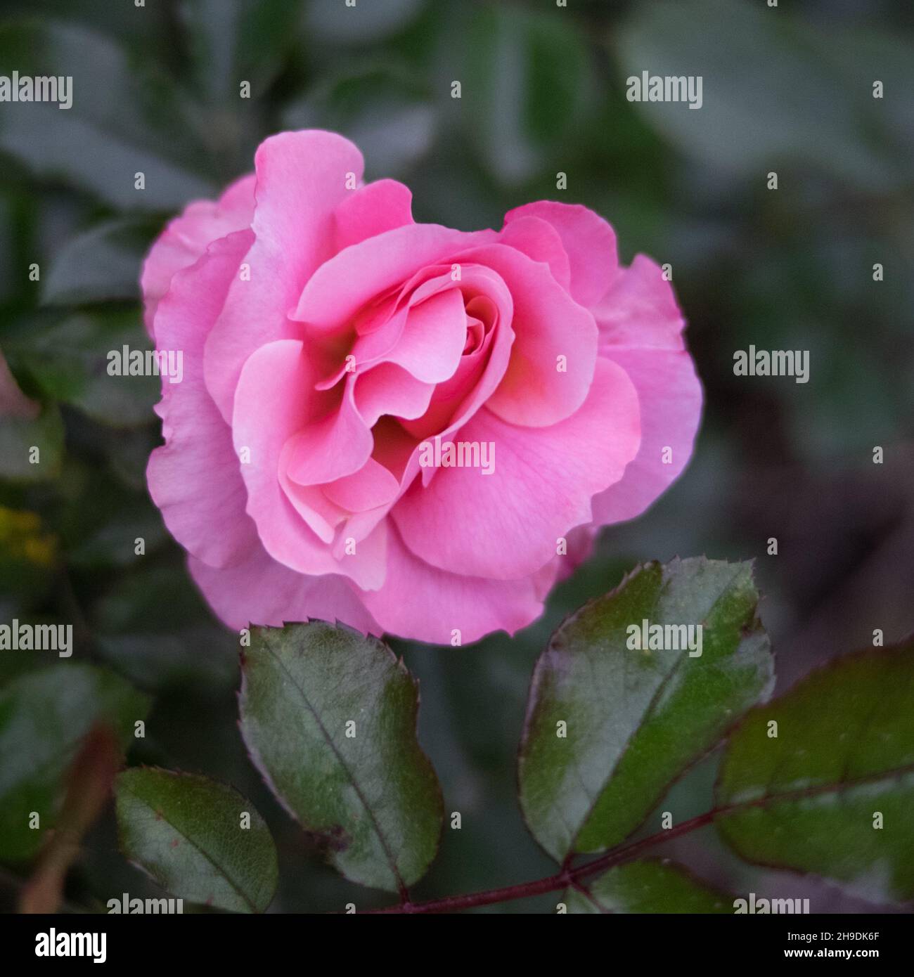 Un primo piano di una tenera rosa rosa rosa Foto Stock