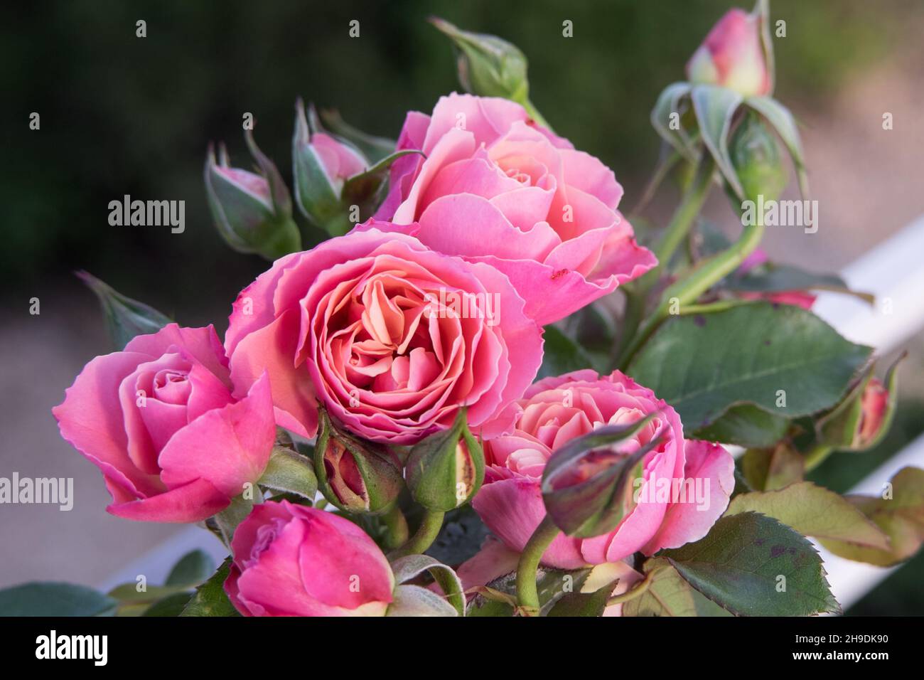 Un primo piano di un piccolo bouquet di rose rosa tenue Foto Stock