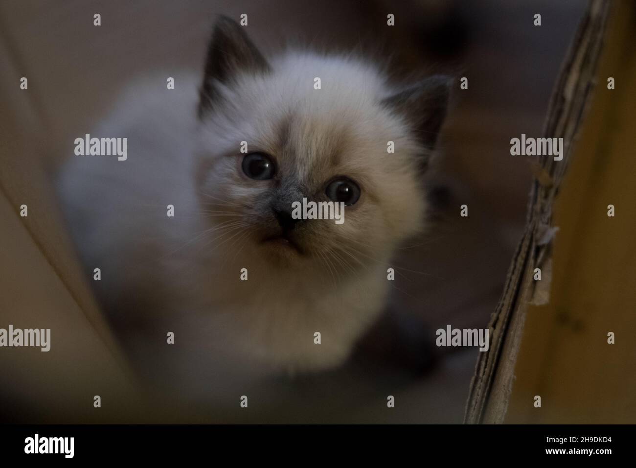 Un piccolo gattino grigio in una scatola di cartone che guarda verso l'alto la fotocamera Foto Stock