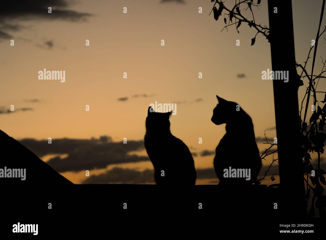 Silhouette di due gatti contro un caldo cielo post tramonto Foto Stock