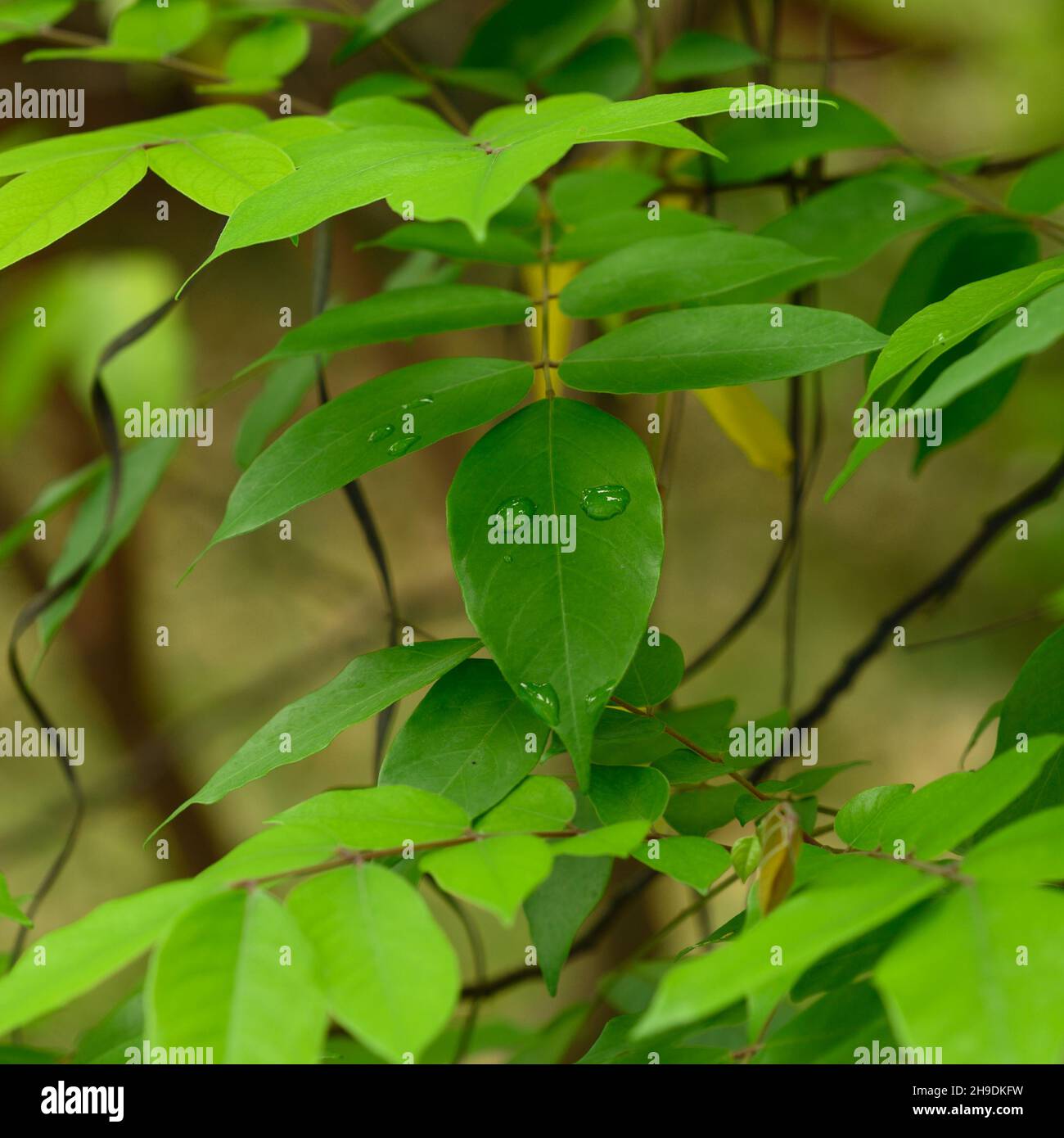La foto mostra diverse foglie di un arbusto tropicale dopo la pioggia che cresce nella giungla. La raccolta di foglie verdi riflette la profondità della conoscenza Foto Stock