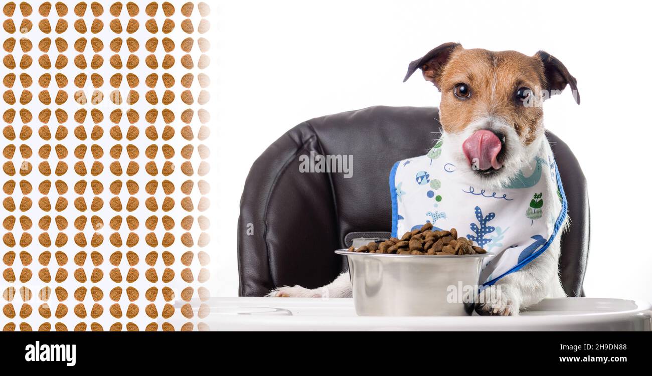 Cane che mangia cibo di kibble secco e lecca naso con lingua. Ritaglio panoramico con sfondo a ripetizione Foto Stock