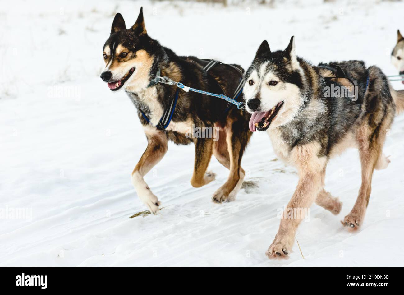 Leader di Pack slitte Husky cani felice di correre da neve percorso Foto Stock