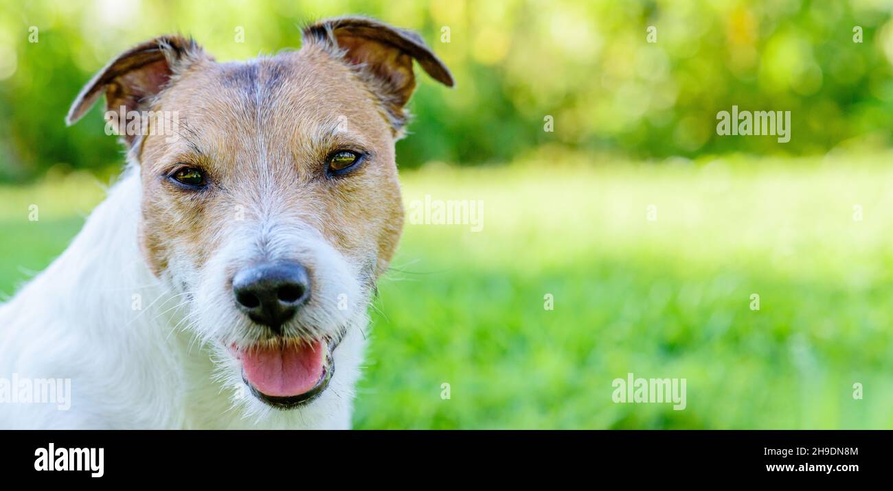 Colpo di testa di Jack Russell Terrier PET dog all'aperto. Sfondo panoramico per intestazione. Foto Stock