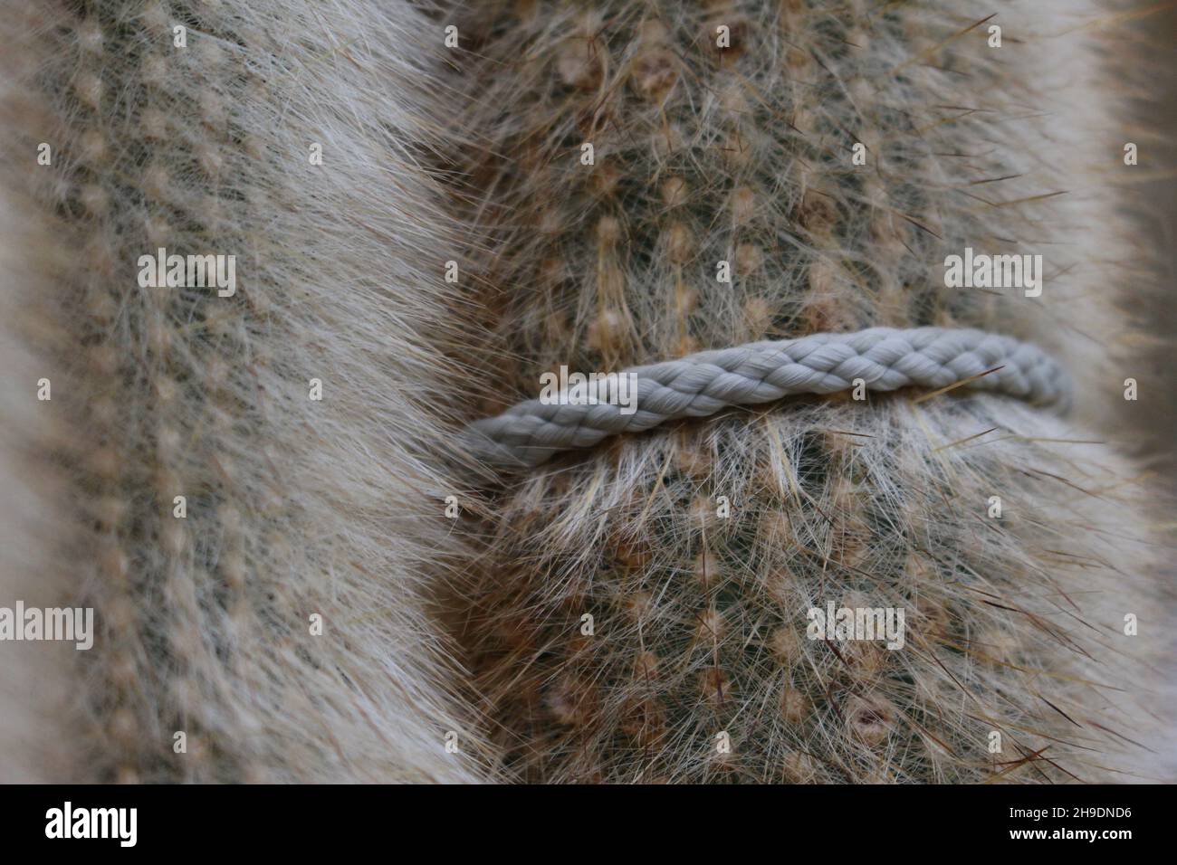 Cactus torcia argento (Cleistocactus strausii) con corda legata intorno al suo stelo Foto Stock