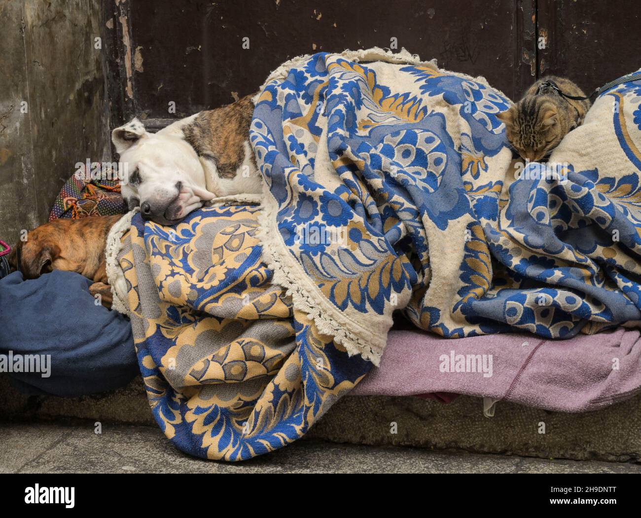 Katze und schlafende Hunde eines Obdachlosen, Palermo, Sizilien, Italien Foto Stock