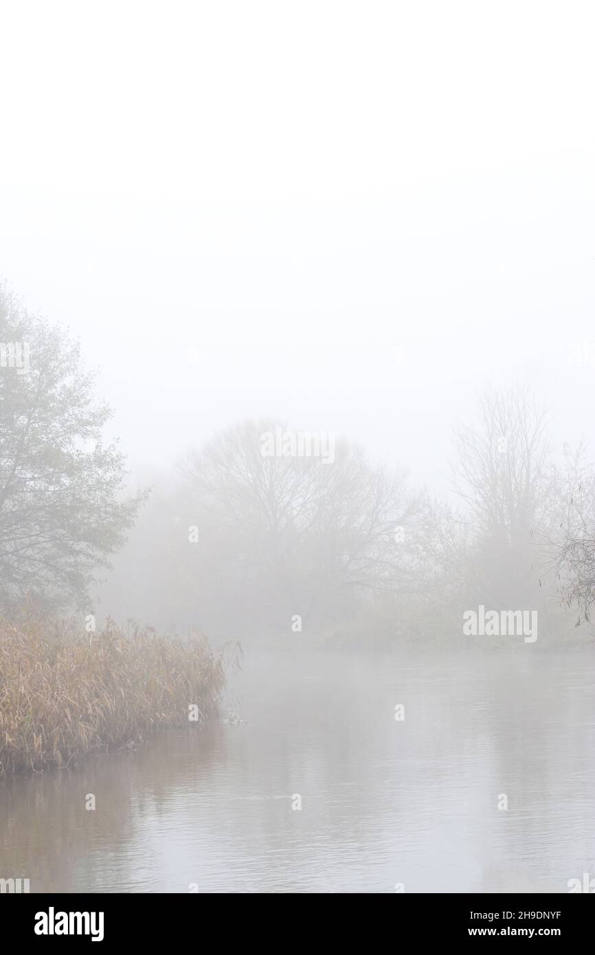 Il fiume scorre tra alberi e erba arenata nella nebbia mattutina in autunno Foto Stock