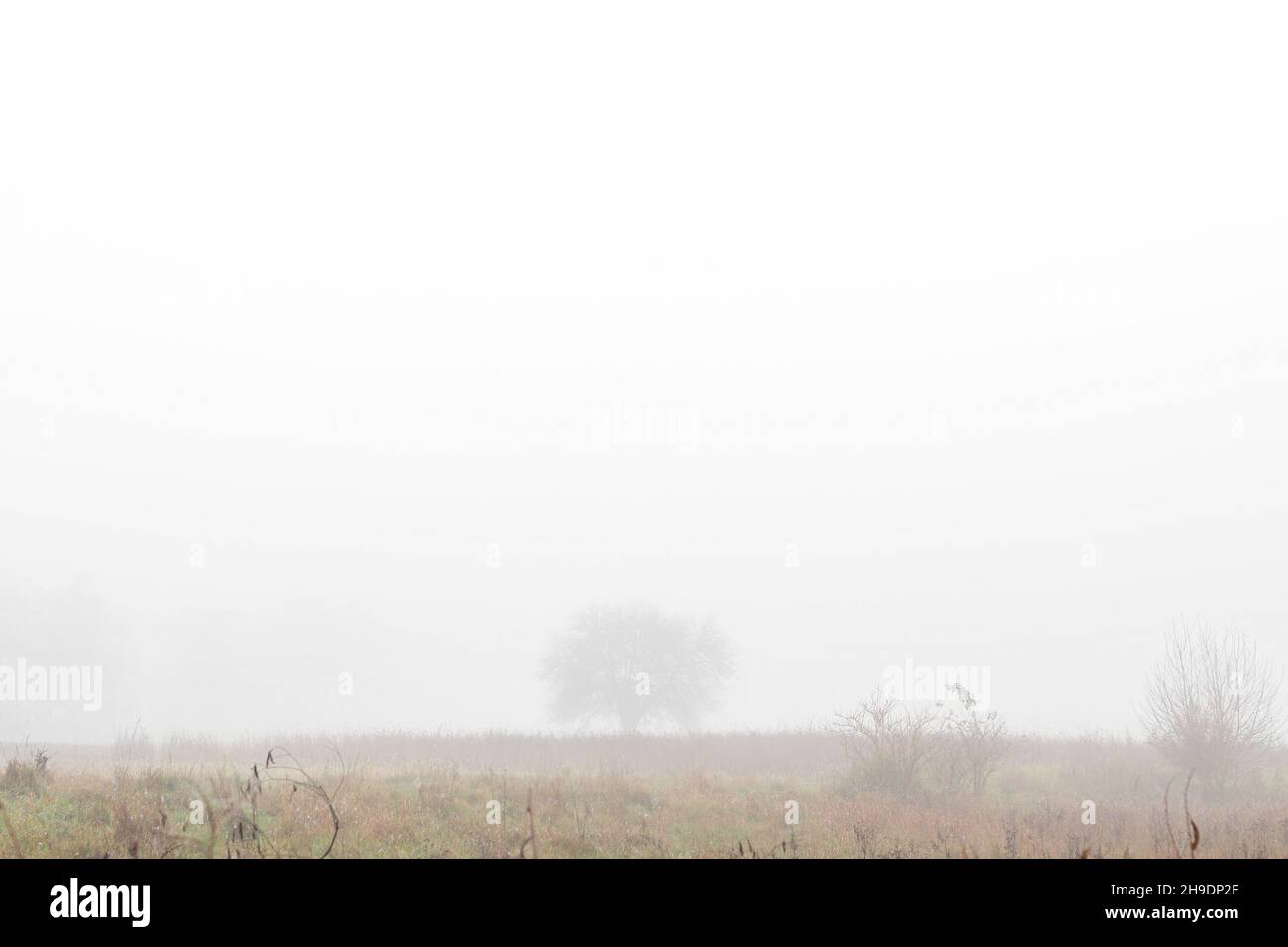 Solitario singolo albero su campo arenfolded in mattina nebbia dentro autunno Foto Stock