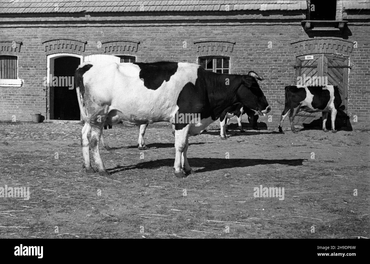 Lisków, 1947-10. Krowy na podwórzu przed murowan¹ obor¹. wb/gr PAP Dok³adny dzieñ wydarzenia nieustalony. Liskow, ottobre 1947. Mucche sul cortile di fronte ad un capannone di mucca di mattoni. wb/gr PAP Foto Stock