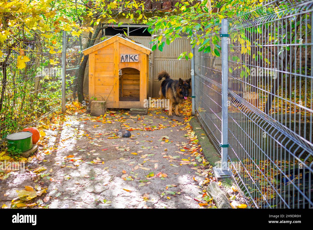 Bell'autunno con foglie attaccate nel palazzo di un cane Pastore tedesco Ajax Foto Stock