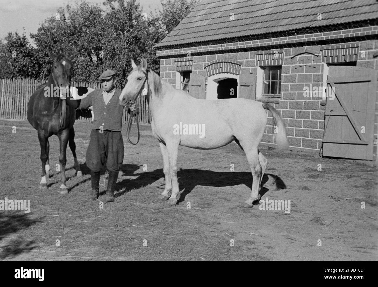 Lisków, 1947-10. Gospodarz z koñmi na podwórzu przed obor¹. wb/gr PAP Dok³adny dzieñ wydarzenia nieustalony. Liskow, ottobre 1947. COME coltivatore che tiene le redini di cavalli al cortile di fronte al granaio di mattoni. wb/gr PAP Foto Stock