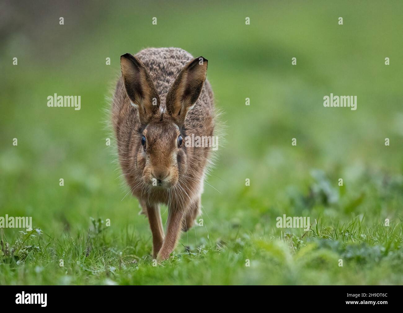 Un primo piano di una lepre marrone molto furry che arriva direttamente verso la fotocamera. Suffolk, Regno Unito. Foto Stock