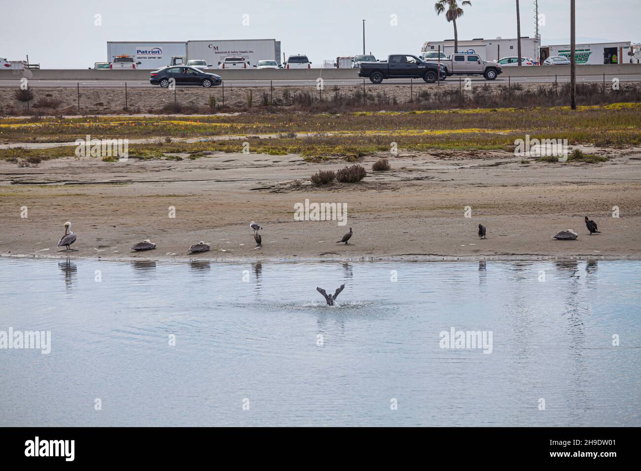 Gli uccelli rimangono sulla costa lontano dal slick dell'olio nel Marsh di Talbert, eccettito per un uccello che flaps le sue ali in un tentativo di rimuovere l'olio. Un estim Foto Stock