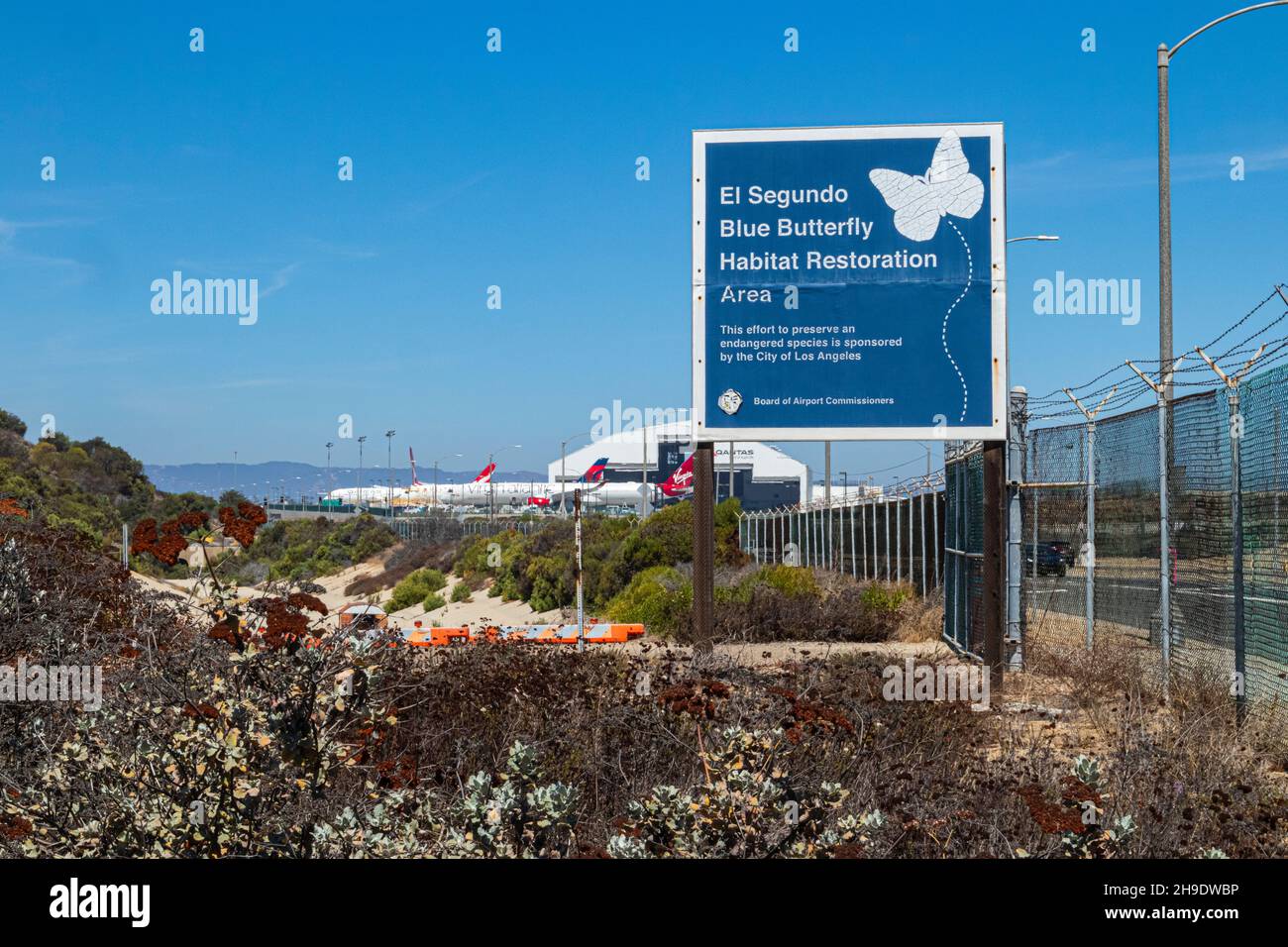 El Segundo Blue Butterfly Habitat Restoration Area, Los Angeles International Airport (LAX), Los Angeles, Callifornia, USA Foto Stock