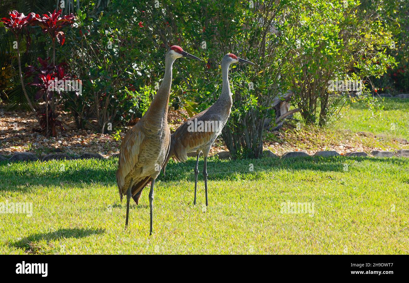 Coppia gru Sandhill, uccelli grandi, testa rossa, cortile, fauna selvatica, Animali, erba verde, natura, Grus canadensis; Florida; Venezia; FL; primavera Foto Stock