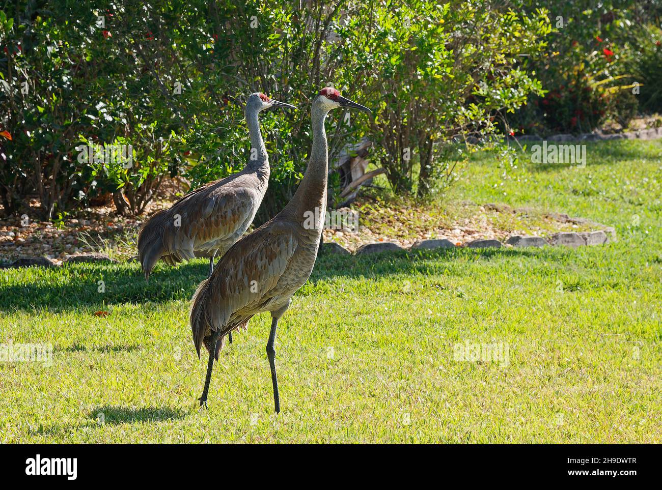 Coppia gru Sandhill, uccelli grandi, testa rossa, cortile, fauna selvatica, Animali, erba verde, natura, Grus canadensis; Florida; Venezia; FL, primavera Foto Stock