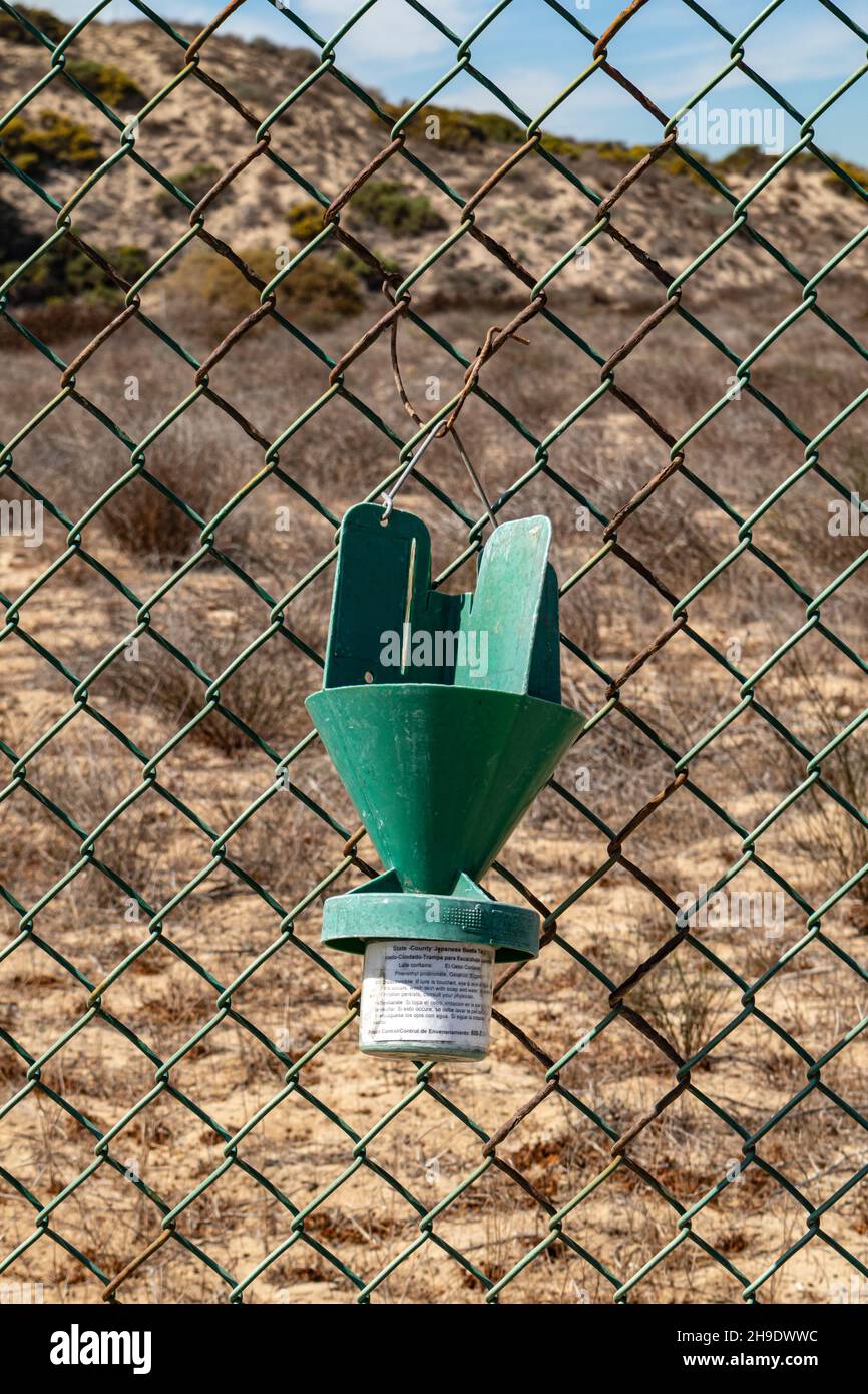 Japanese Beetle Tap, Los Angeles International Airport (LAX), Los Angeles, Callifornia, USA Foto Stock