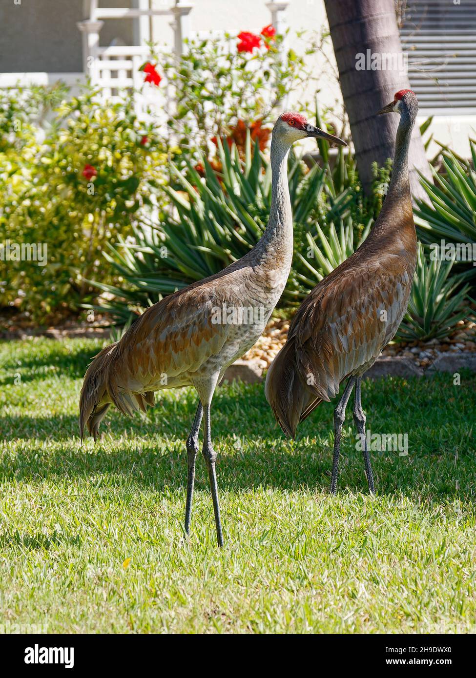 2 gru di Sandhill, coppia, camminando, cortile, uccelli grandi, Fauna selvatica, animali, natura, erba verde, Grus canadensis; Florida, Venezia; Florida, primavera Foto Stock
