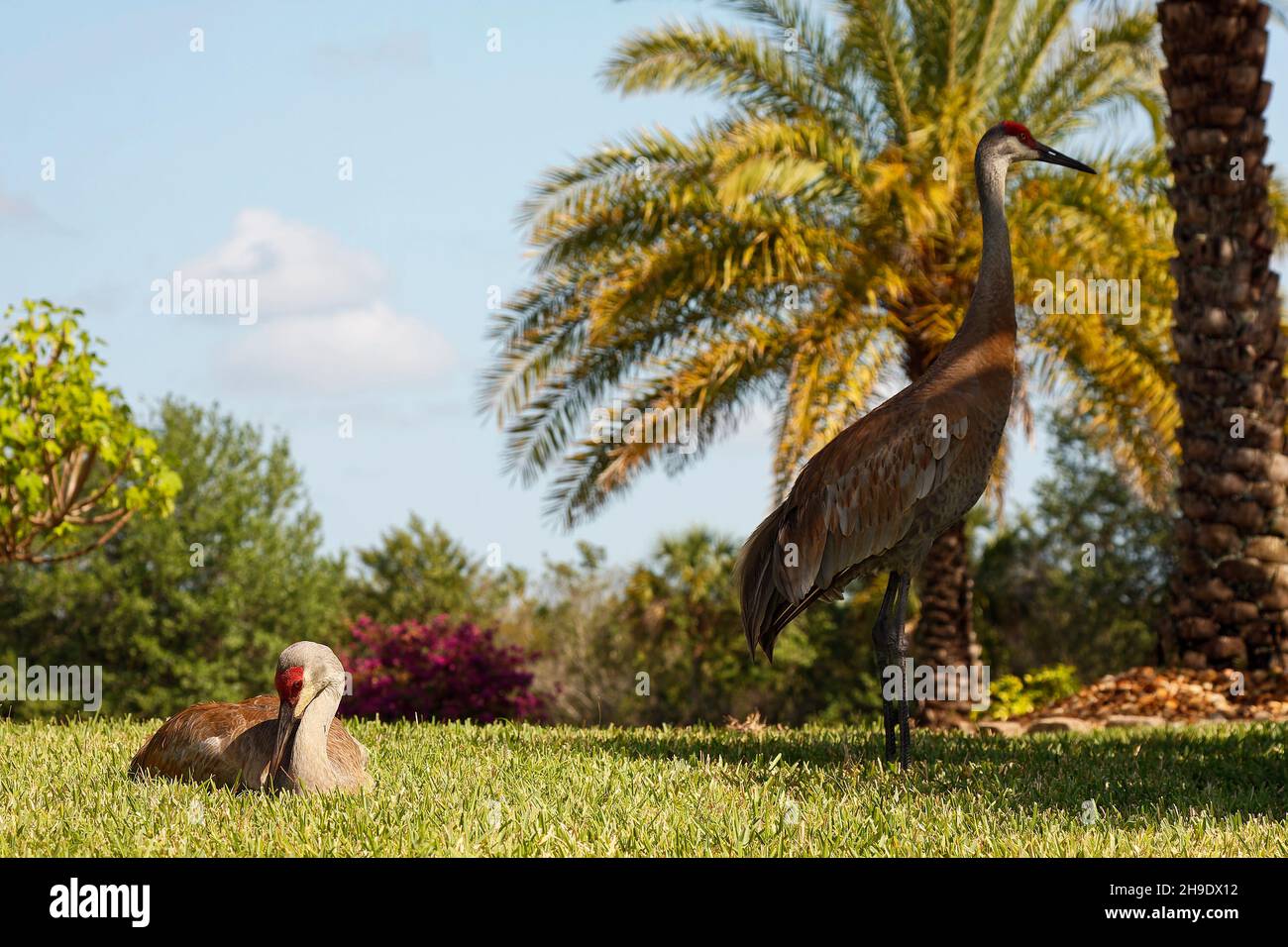 2 gru Sandhill, 1 seduta, 1 in piedi, sentinella, coppia, cortile, uccelli grandi, fauna selvatica, animali, natura, Erba verde, palme, Grus canadensis; Foto Stock