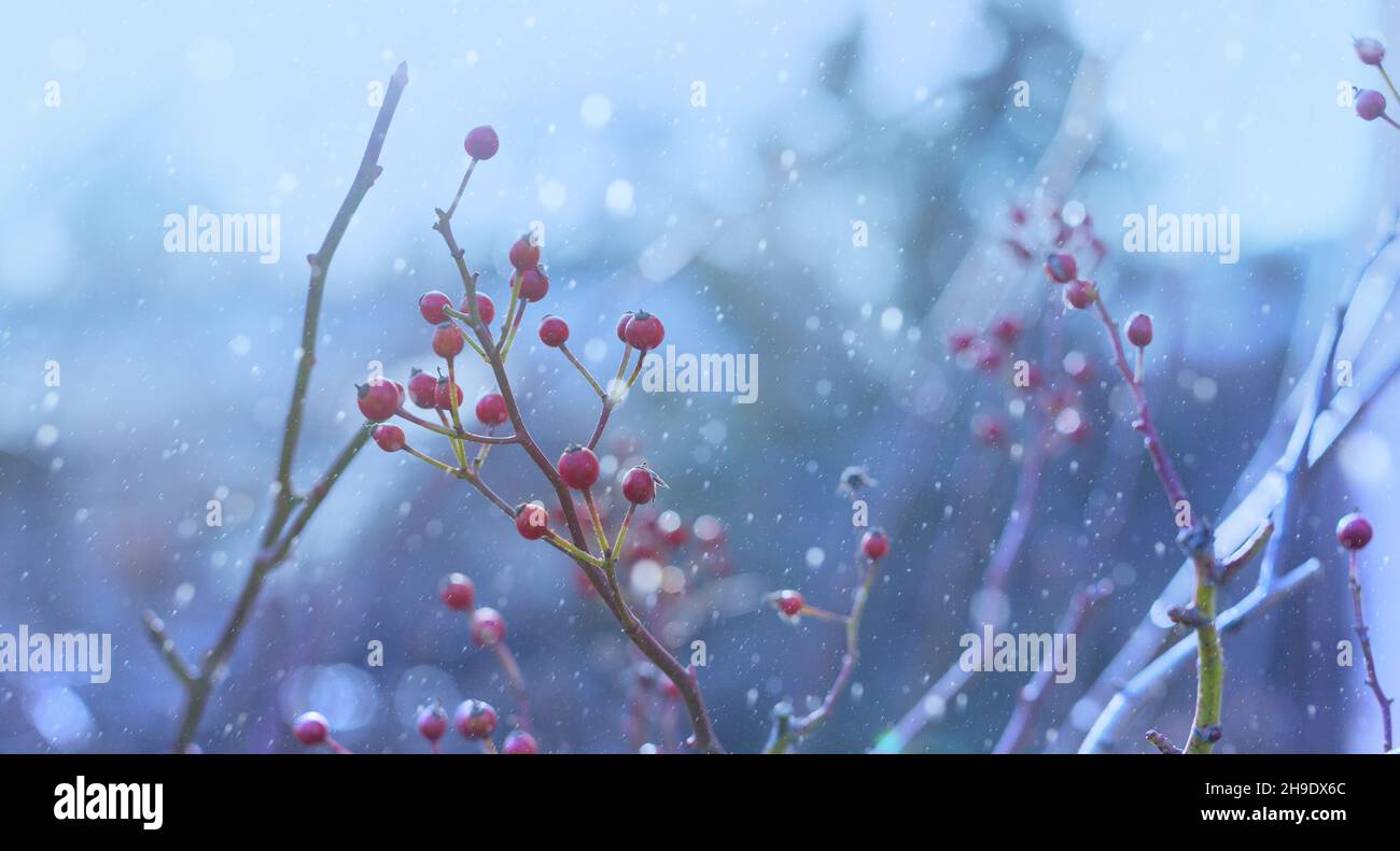 Sfondo invernale sfocato astratto. Ramo di bacche rosse in inverno durante la nevicata Foto Stock