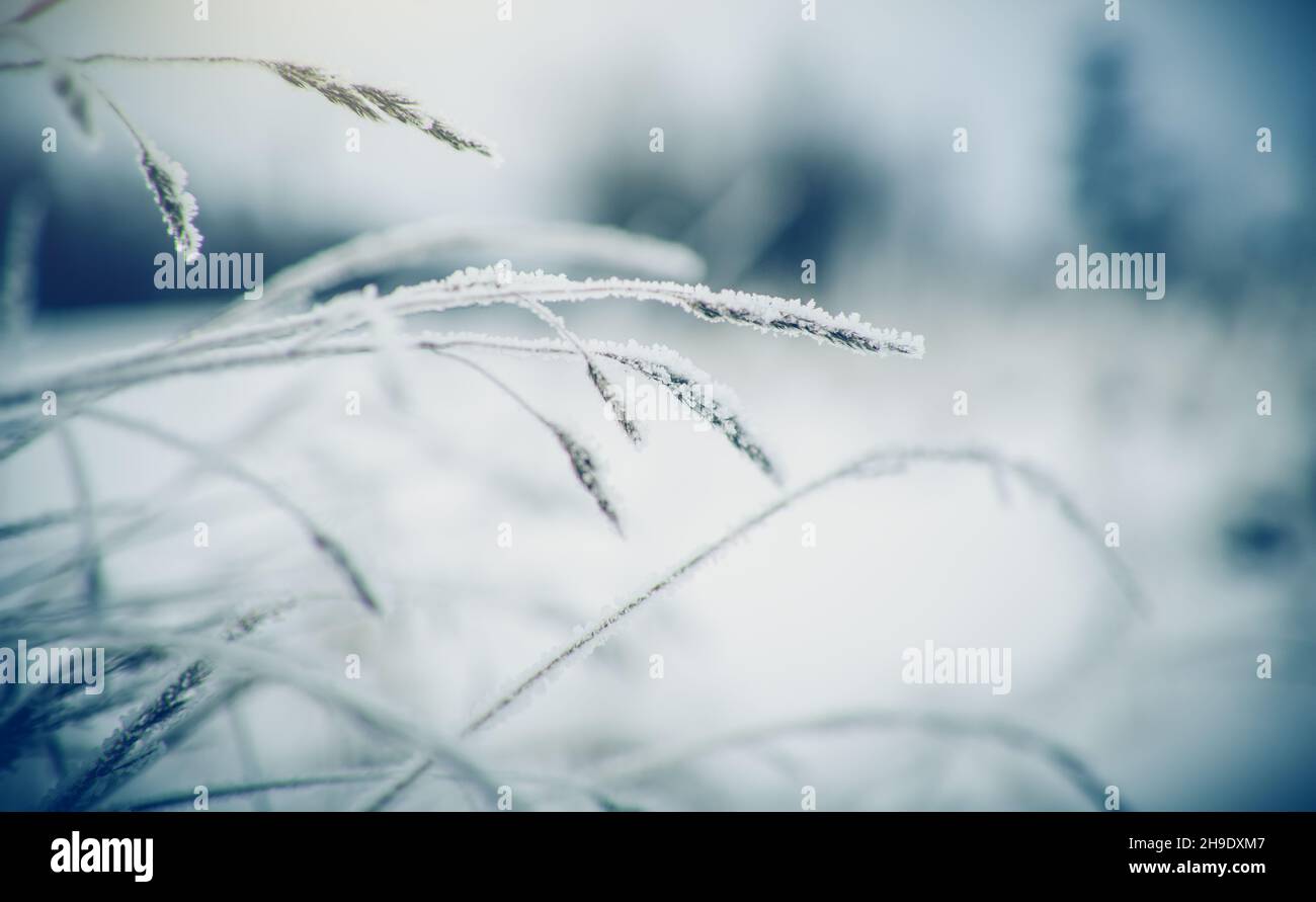 Piante secche in gelo e neve in inverno. Sfondo invernale. Foto Stock