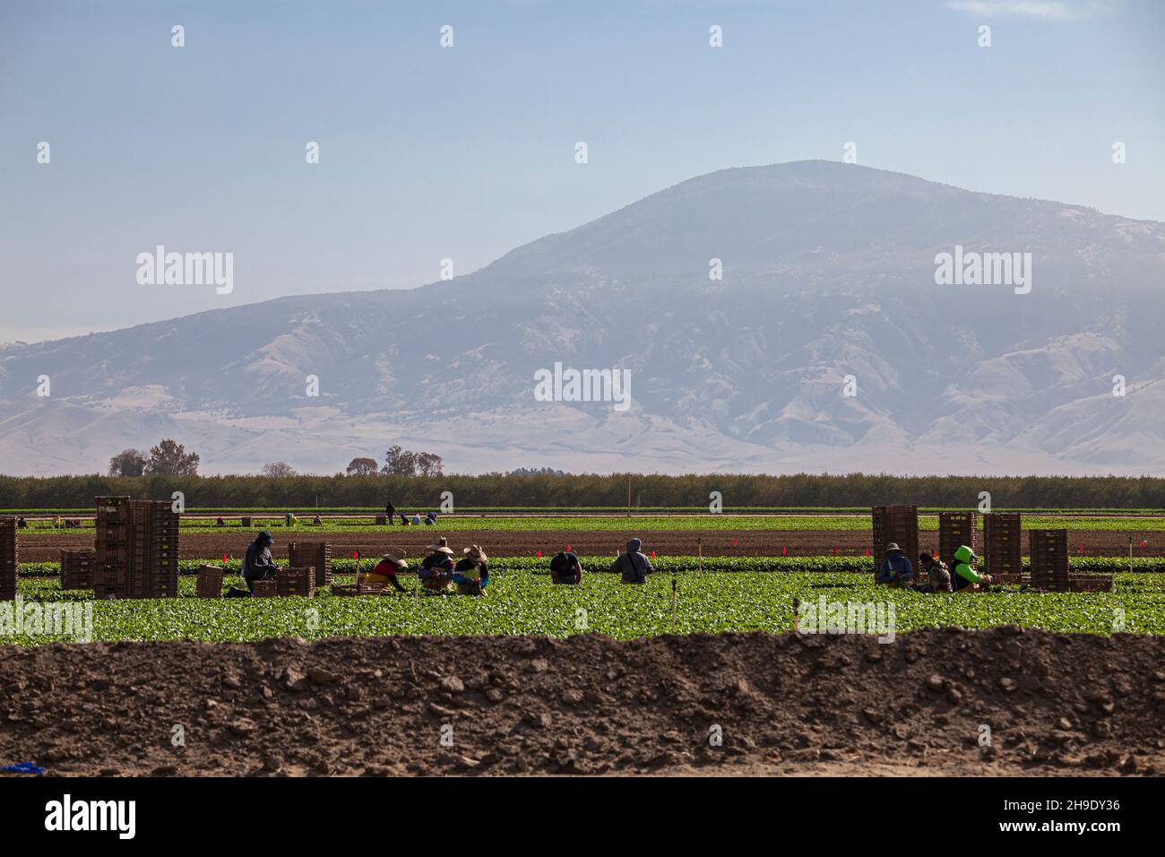 Contadini in fattoria vicino a Bakersfield, Kern County, California, USA Foto Stock