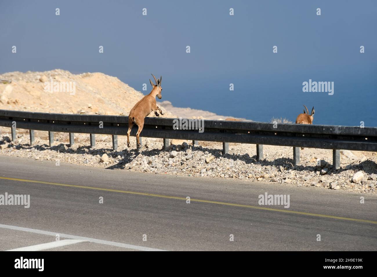 Ibex saltare sopra una recinzione di sicurezza mentre si attraversa una strada vicino Ein gedi, Israele Foto Stock