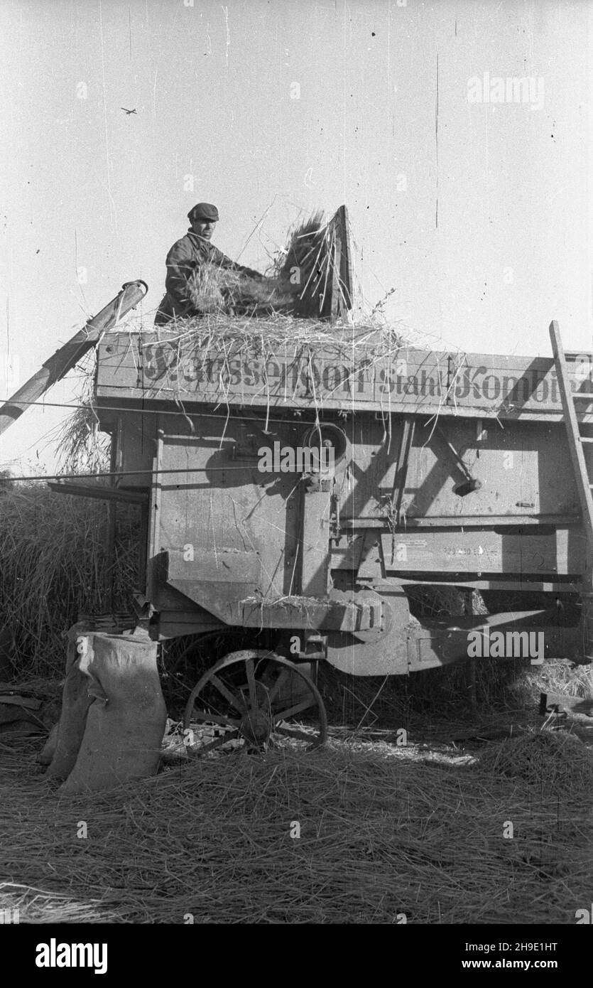 Polska, 1947-10. Ziemie Odzyskane. M³ócenie ¿yta na poniemieckiej m³ocarni (m³ockarni). mb/gr PAP Dok³adny dzieñ wydarzenia nieustalony. Polonia, ottobre 1947. Territori riconquistati. Trebbiatura della segale in una macchina di trebbiatura precedentemente tedesca. mb/gr PAP Foto Stock