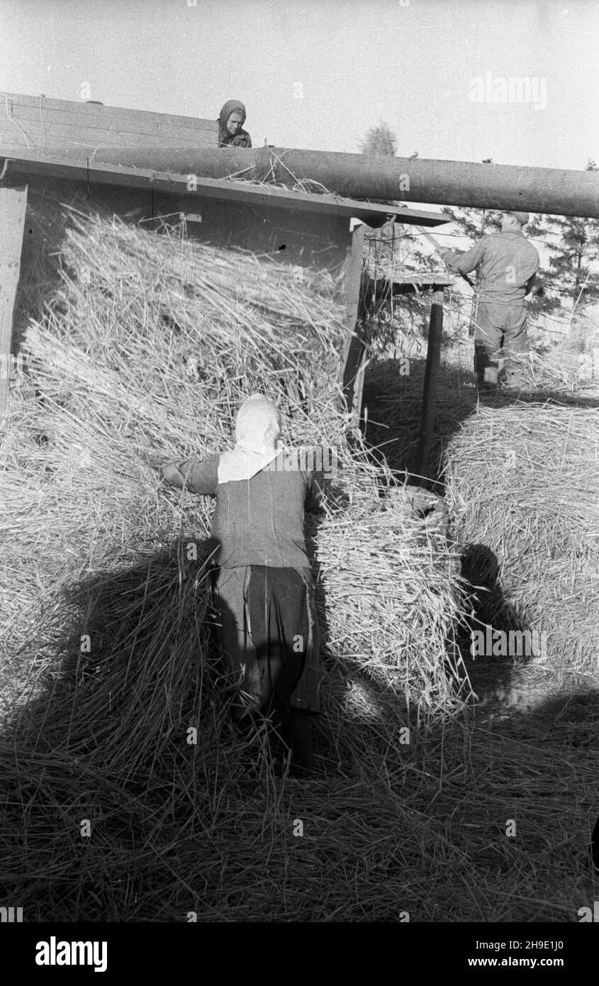Polska, 1947-10. Ziemie Odzyskane. M³ócenie ¿yta na poniemieckiej m³ocarni (m³ockarni). mb/gr PAP Dok³adny dzieñ wydarzenia nieustalony. Polonia, ottobre 1947. Territori riconquistati. Trebbiatura della segale in una macchina di trebbiatura precedentemente tedesca. mb/gr PAP Foto Stock
