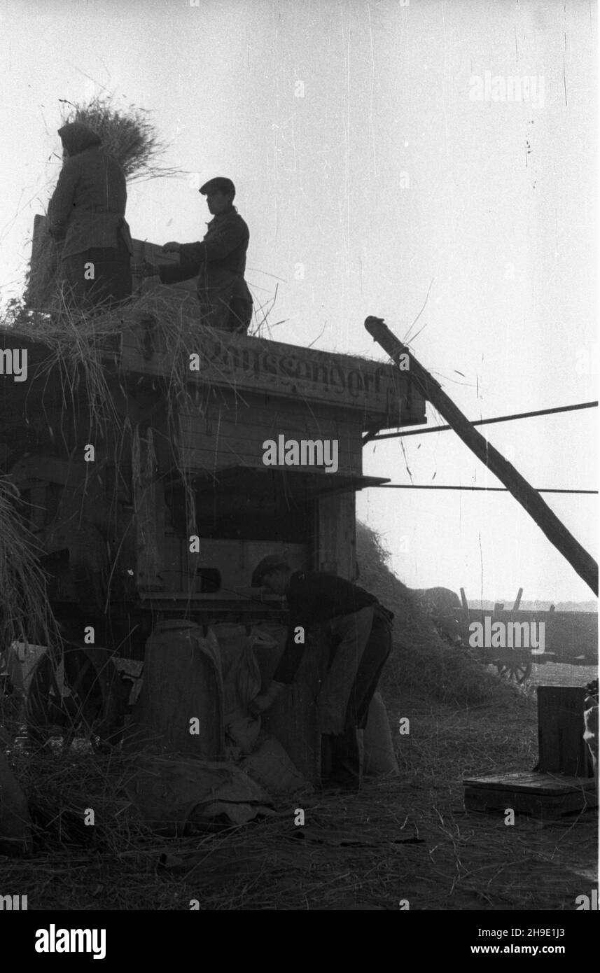 Polska, 1947-10. Ziemie Odzyskane. M³ócenie ¿yta na poniemieckiej m³ocarni (m³ockarni). mb/gr PAP Dok³adny dzieñ wydarzenia nieustalony. Polonia, ottobre 1947. Territori riconquistati. Trebbiatura della segale in una macchina di trebbiatura precedentemente tedesca. mb/gr PAP Foto Stock