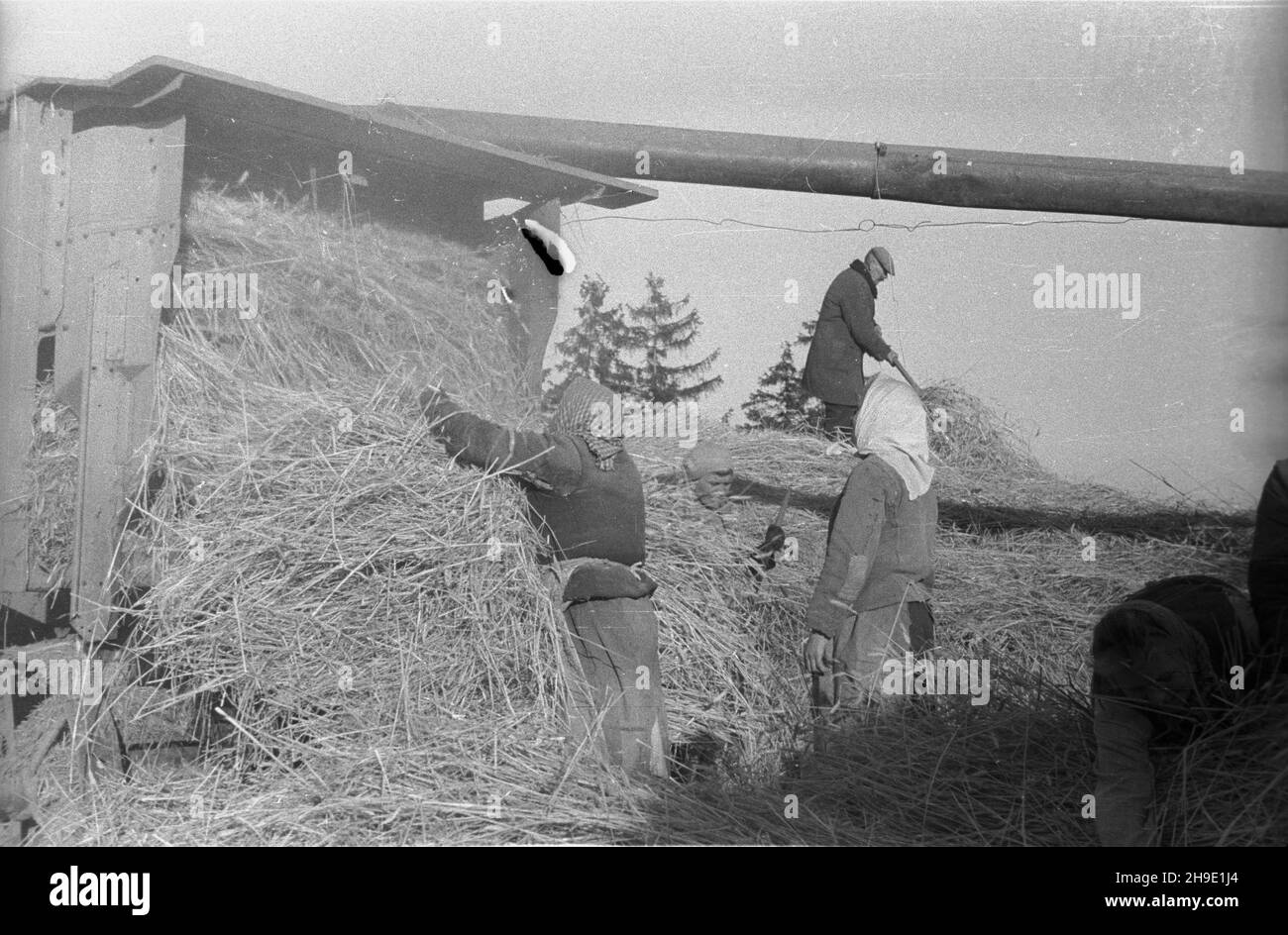 Polska, 1947-10. Ziemie Odzyskane. M³ócenie ¿yta na poniemieckiej m³ocarni (m³ockarni). mb/gr PAP Dok³adny dzieñ wydarzenia nieustalony. Polonia, ottobre 1947. Territori riconquistati. Trebbiatura della segale in una macchina di trebbiatura precedentemente tedesca. mb/gr PAP Foto Stock