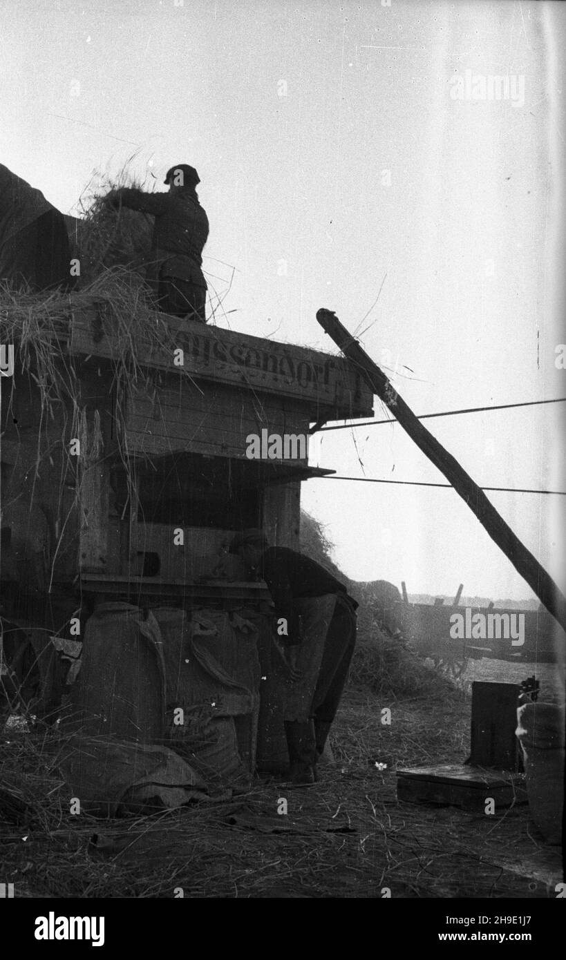Polska, 1947-10. Ziemie Odzyskane. M³ócenie ¿yta na poniemieckiej m³ocarni (m³ockarni). mb/gr PAP Dok³adny dzieñ wydarzenia nieustalony. Polonia, ottobre 1947. Territori riconquistati. Trebbiatura della segale in una macchina di trebbiatura precedentemente tedesca. mb/gr PAP Foto Stock