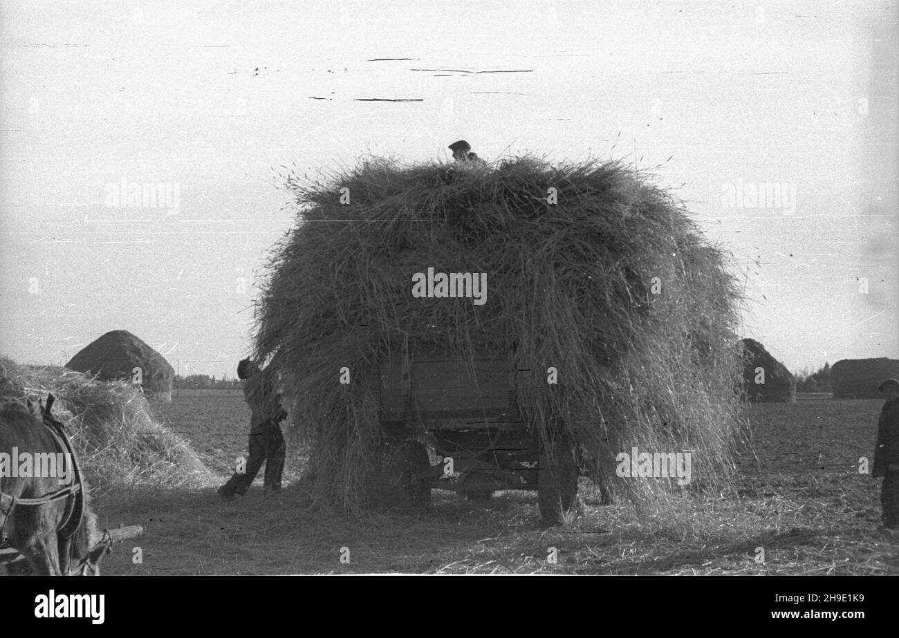 Polska, 1947-10. Ziemie Odzyskane. Uk³adanie s³omy na wozie po wym³óceniu zbo¿a. mb/gr PAP Dok³adny dzieñ wydarzenia nieustalony. Polonia, ottobre 1947. Territori riconquistati. Posizionamento della paglia su un carrello dopo la trebbiatura della granella. mb/gr PAP Foto Stock