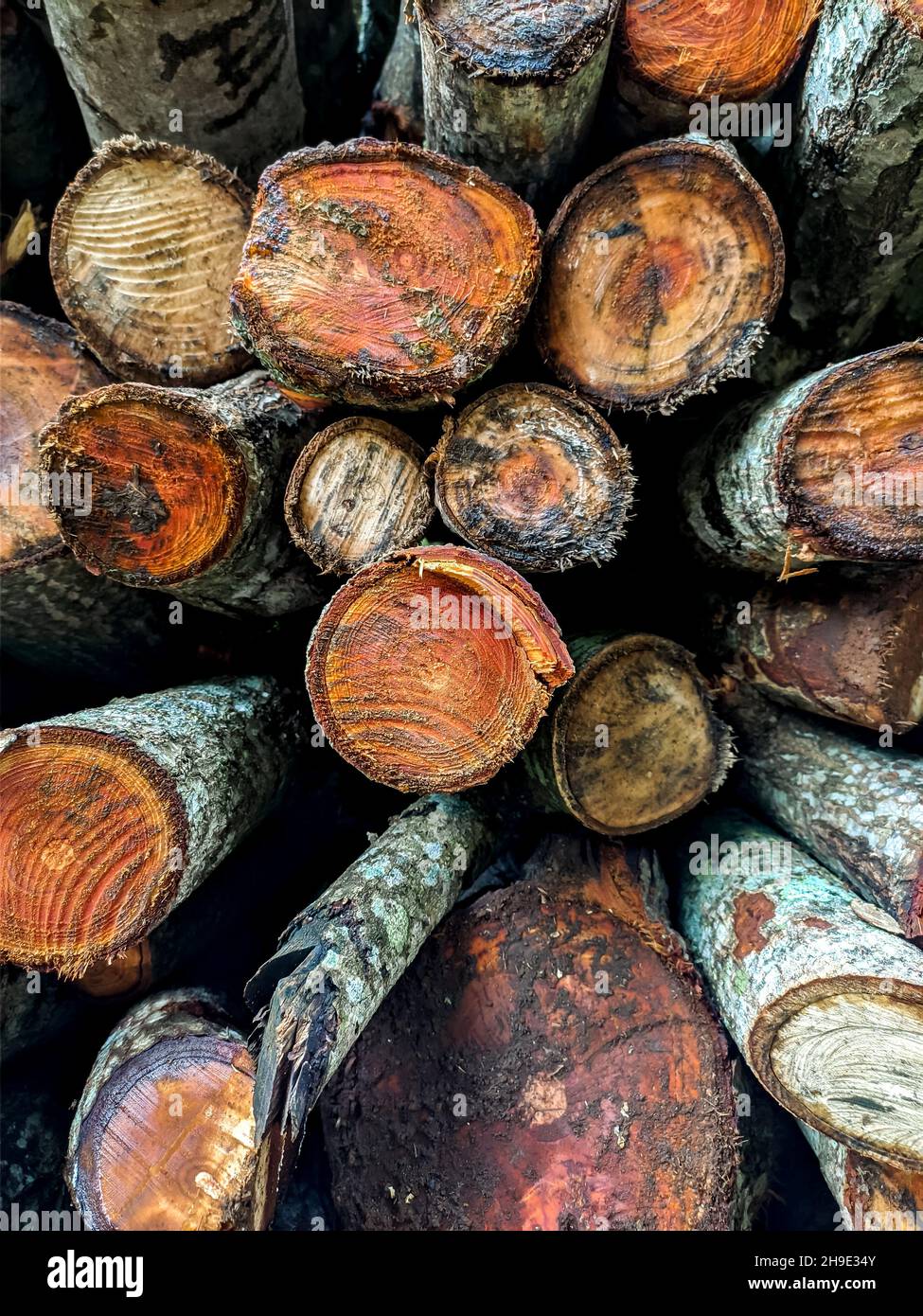 Mucchio di legna da ardere secca su una piantagione Foto scattata in una piantagione a Sumedang, Giava Occidentale, Indonesia a mezzogiorno Foto Stock