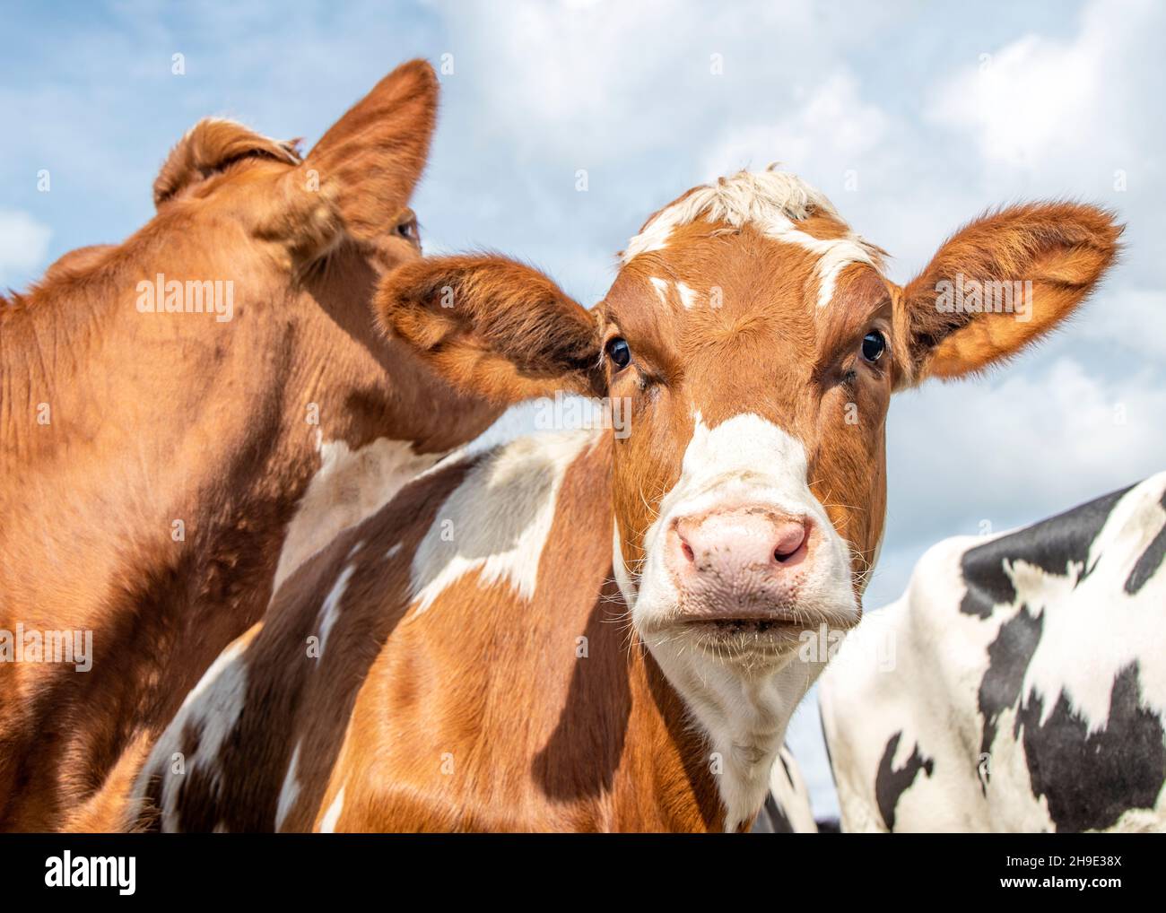 Testa di una mucca rossa e bianca amichevole che si trova tra alcune altre vacche, calmo e amichevole e come cielo nuvoloso nuvoloso cielo blu Foto Stock