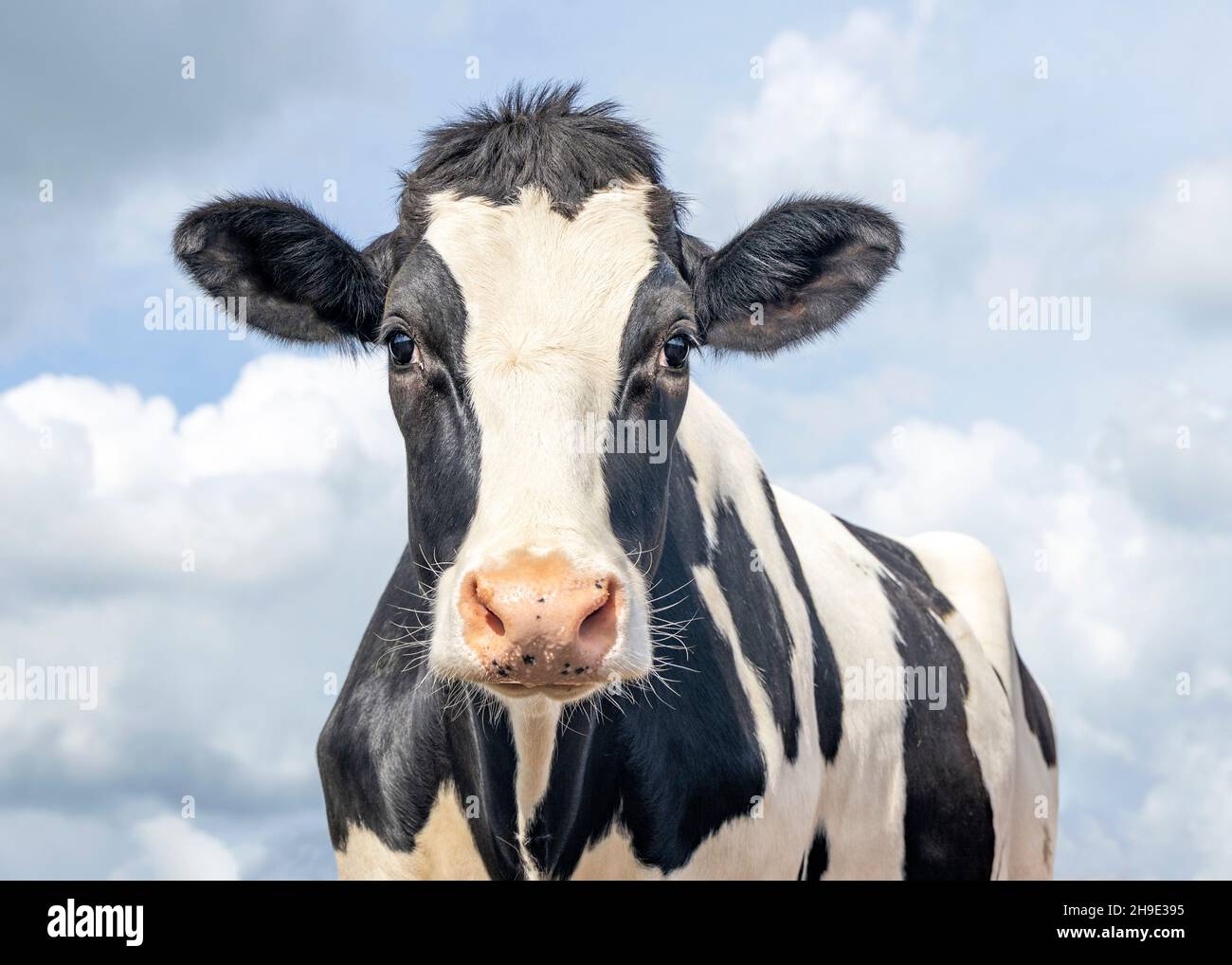 Carino mucca, bianco e nero amichevole innocente aspetto, naso rosa, di fronte a un cielo blu. Foto Stock