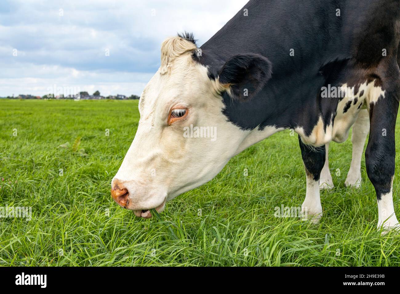 Mucca al pascolo, mangiando lame di erba, bianco e nero, in un pascolo verde, orizzonte sulla terra Foto Stock