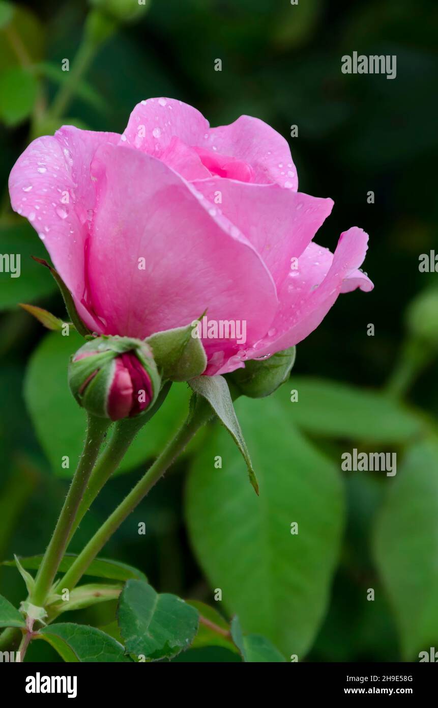 Cespuglio di rose in fiore nel giardino con fiori di rosa ricoperti di ruscelli, Sofia, Bulgaria Foto Stock