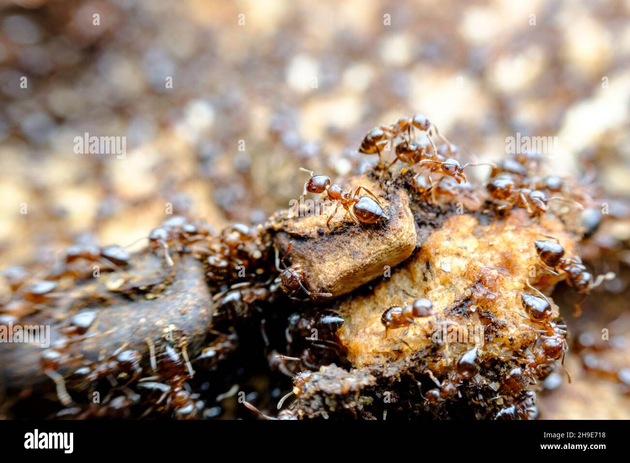 Enorme pila di fastidiose formiche sul marciapiede in primo piano macro Foto Stock