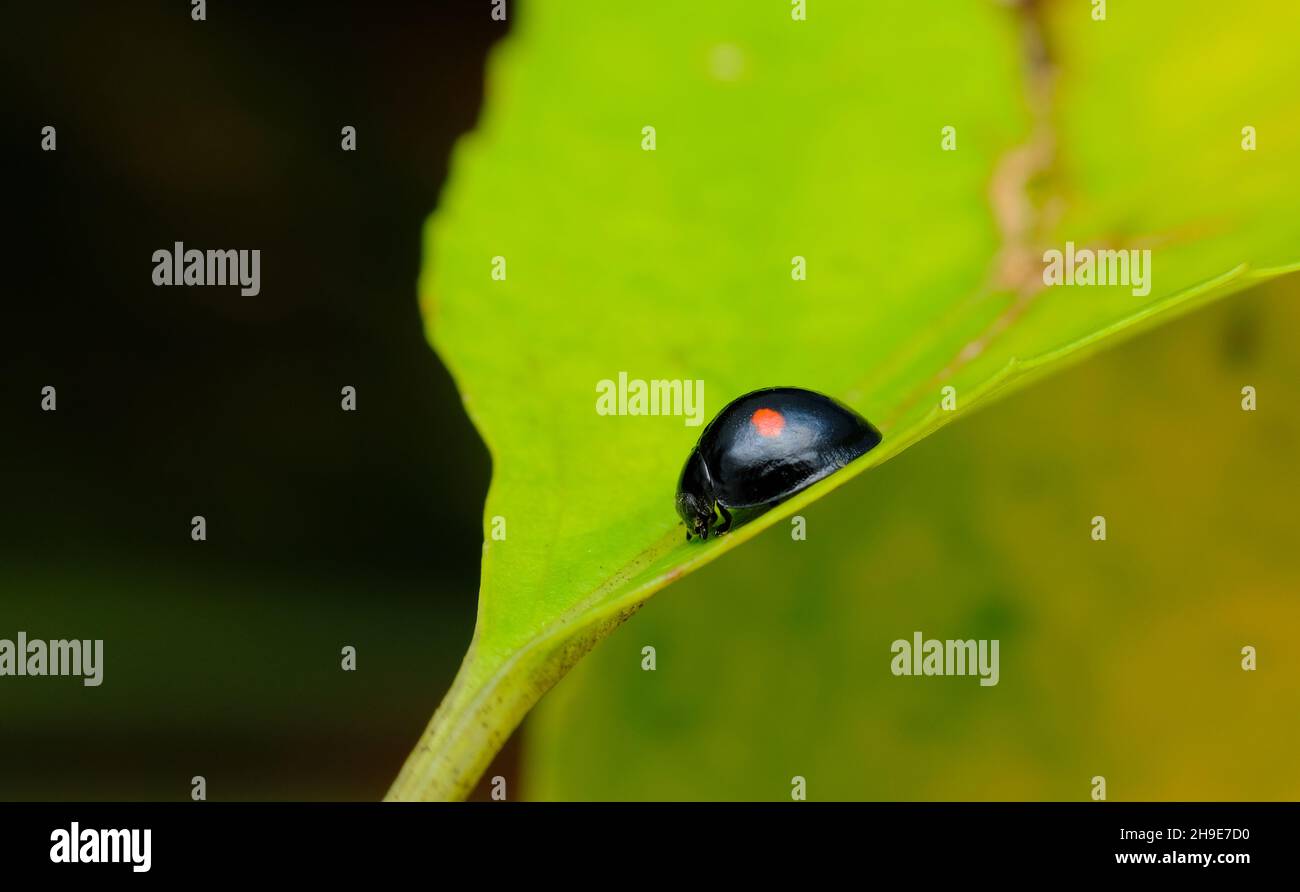 Due volte scabled dama beetle macro in ambiente naturale habitat Foto Stock