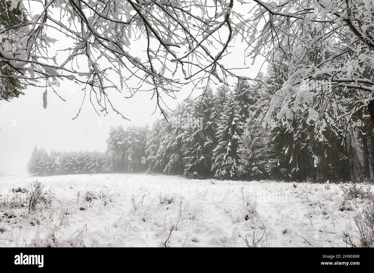 Paesaggio forestale invernale durante le nevicate pesanti. Foto Stock