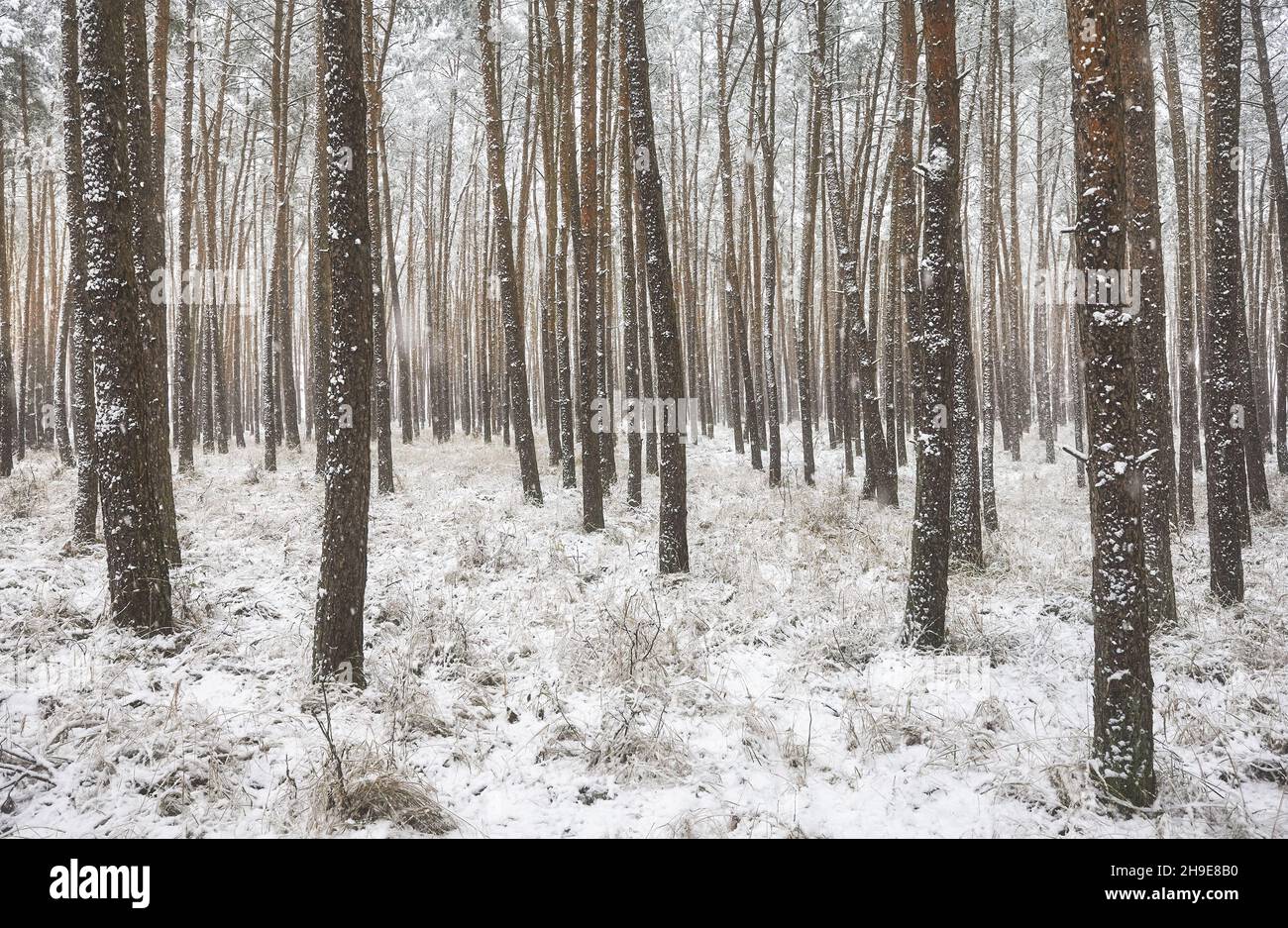 Foto di una foresta invernale durante la nevicata pesante. Foto Stock