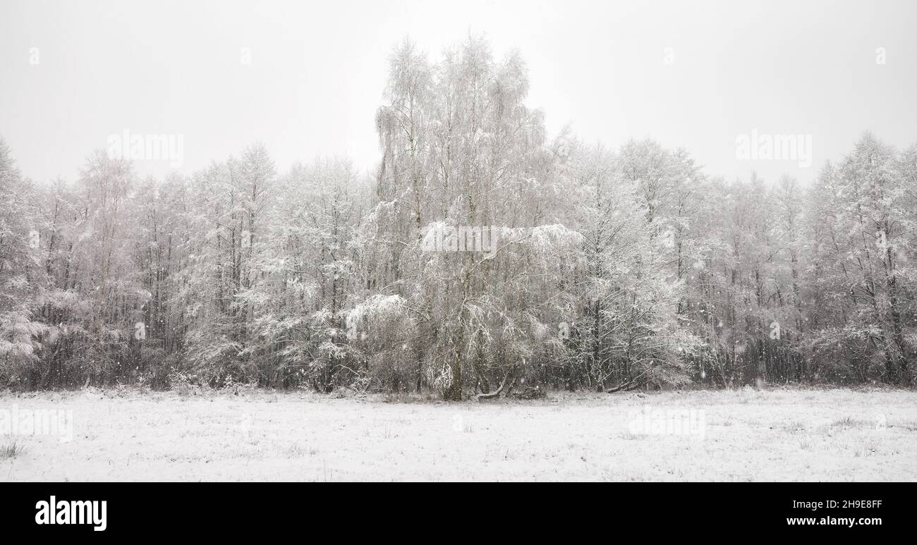 Paesaggio invernale durante le nevicate pesanti. Foto Stock