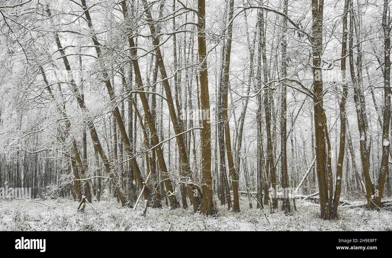 Inverno foresta durante la nevicata pesante. Foto Stock