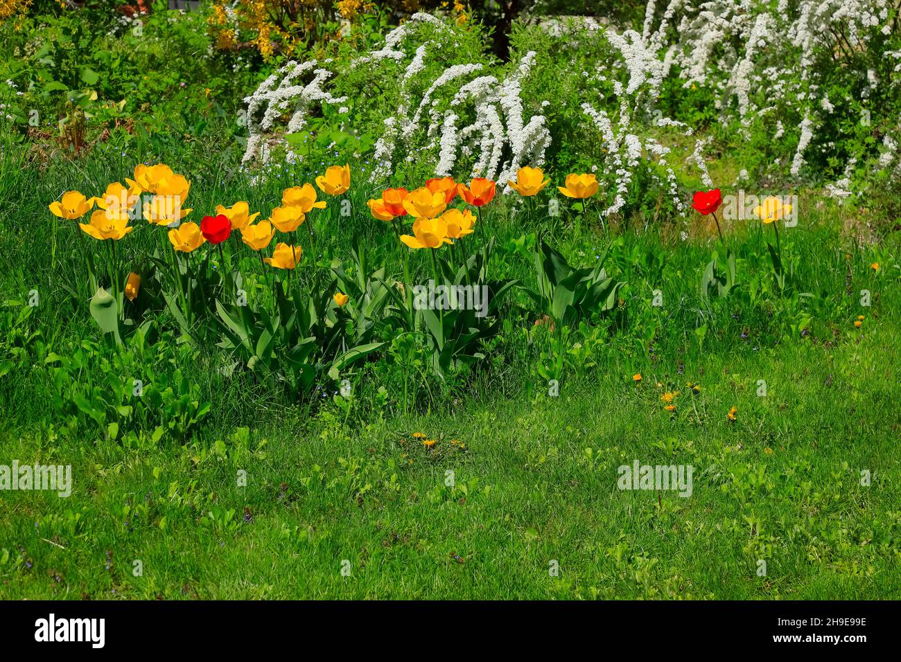 I fiori colorati decorano il letto del giardino. Sullo sfondo verde delle piante, i colori tulipani completano il bianco degli altri fiori. Foto Stock