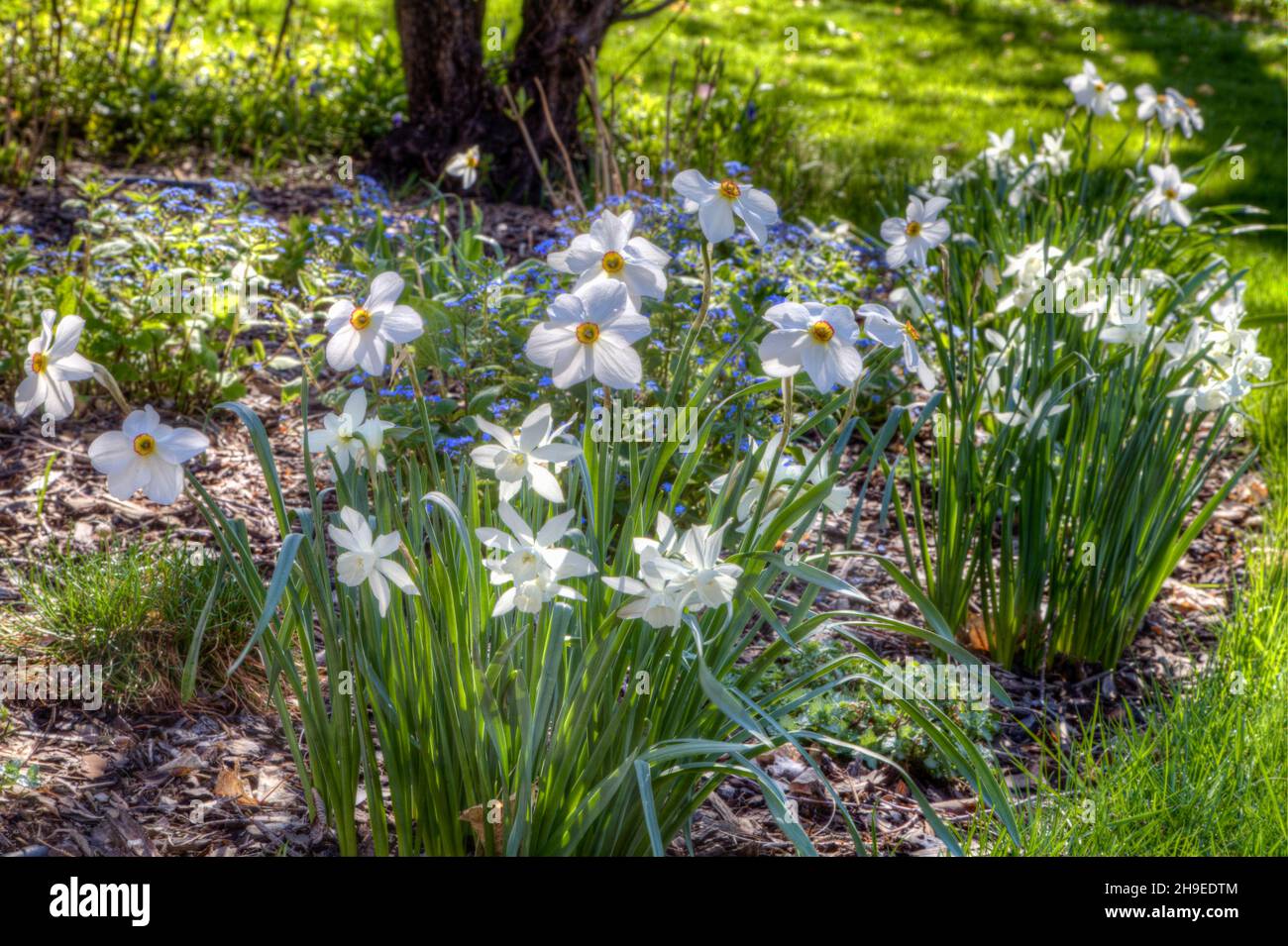 I naffodils fioriti bianchi completamente in fiore decorano il bordo di un letto in un giardino di ombra parziale. Foto Stock