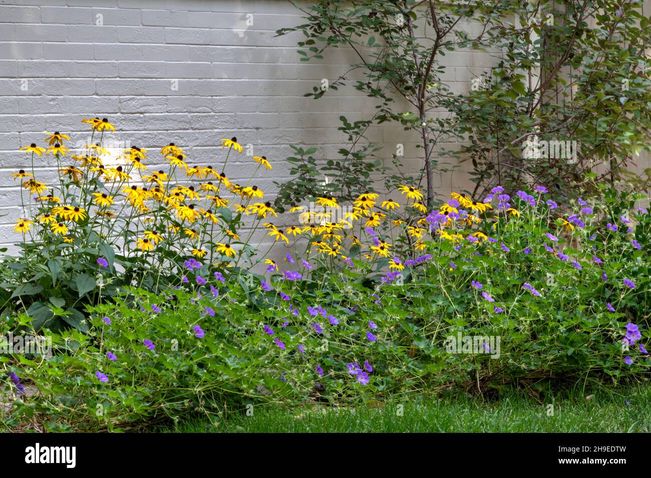 Blackeyed Susans e Rozanne geraniums fanno una fondazione piacevole piantando per il colore di fine estate. Foto Stock