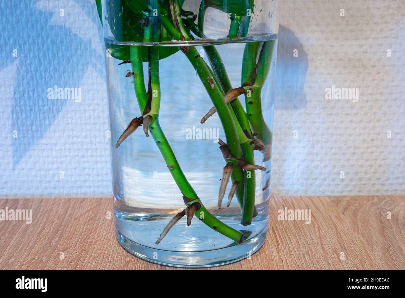 I gambi di una pianta sono messi in un vetro di acqua e sviluppano le nuove radici. Facendo tagli. Foto Stock