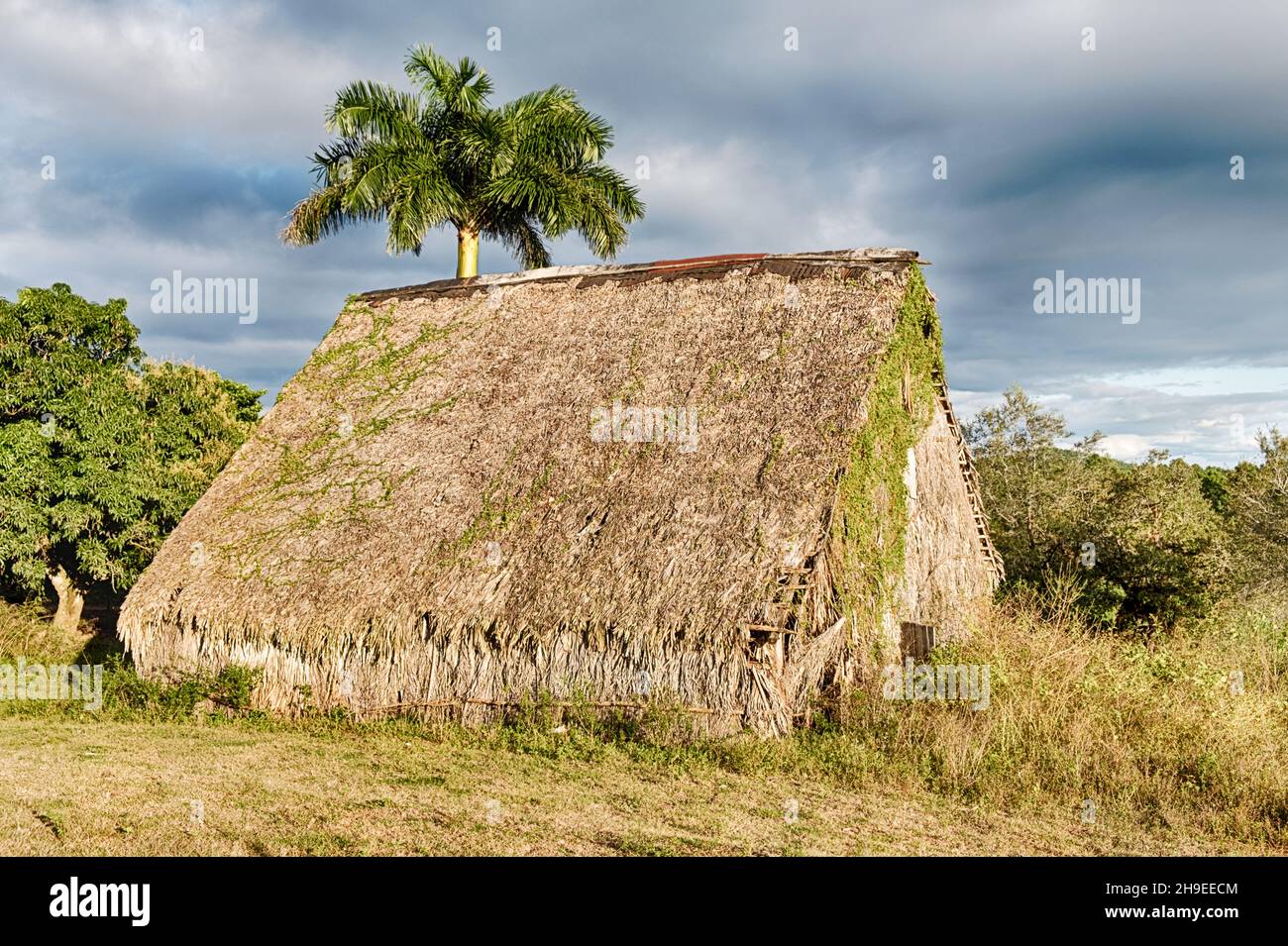 Un vecchio fienile rustico, con un tetto di paglia fatto di erba, è tipico delle capannoni di essiccazione del tabacco nella regione dei Vinales di Cuba. Foto Stock